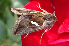 Tripudia quadrifera - Schafgarben-Silbereule (Silberkommaeule)